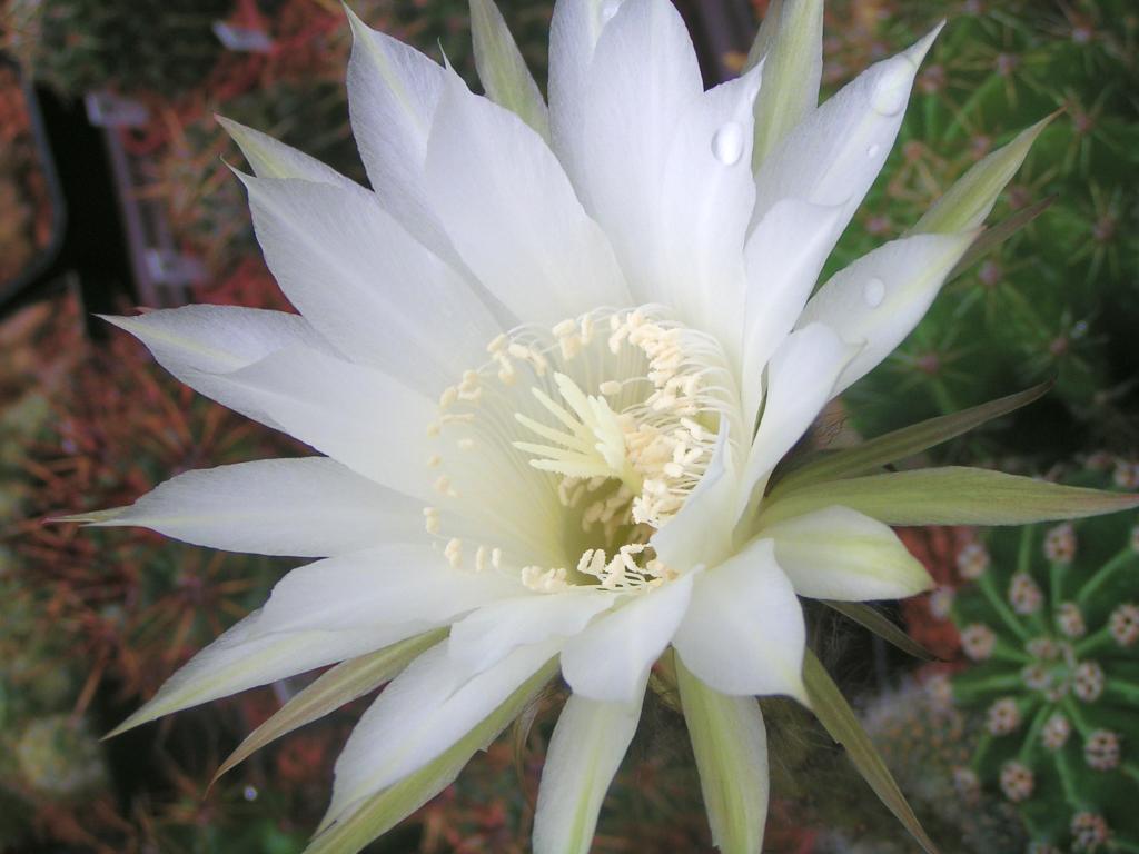 Echinopsis hybrid